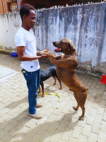 oasis-veterinary-clinic-mombasa-kiembeni-estate-pet-training-veterinary-services