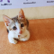 oasis-veterinary-clinic-mombasa-kiembeni-estate-cat